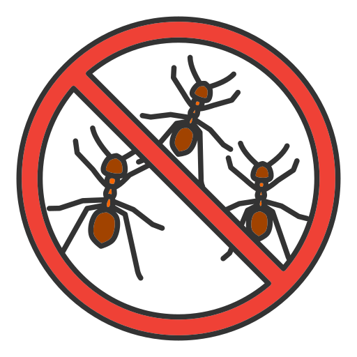 insect